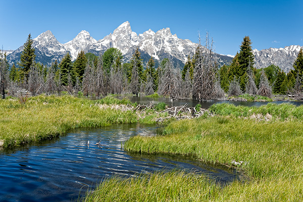 Snake river at Schwabachers landing in front of the Grand Teton mountains