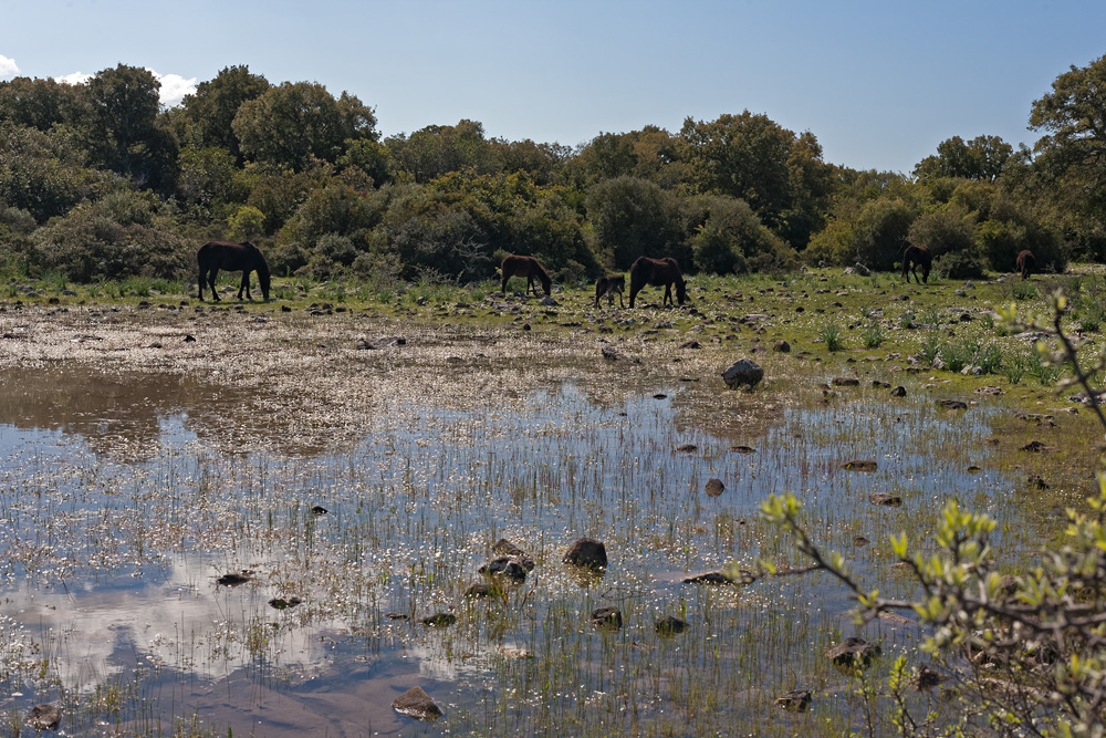 Cavallino della Giara, wild horses of Sardinia