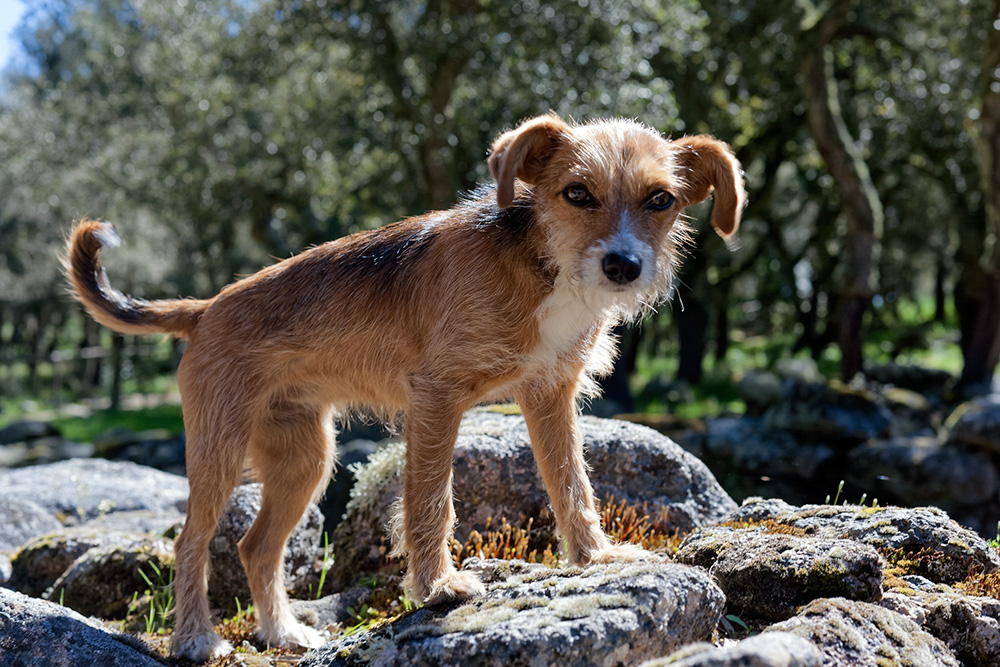 Snoopy Dog - cute little dog in Sardinia, Italy